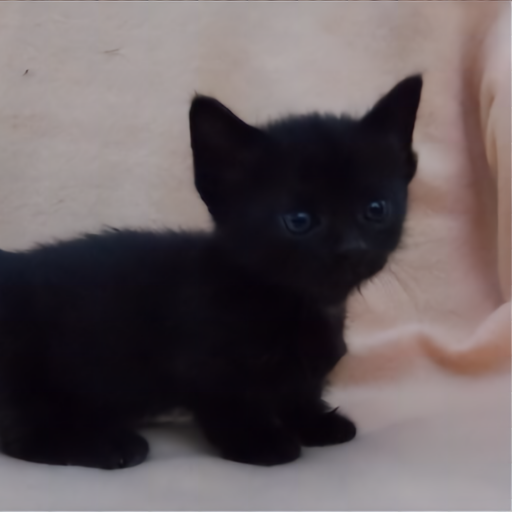 cropped-cat.png